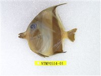 藏品(角鐮魚)的圖片